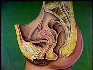 Medical